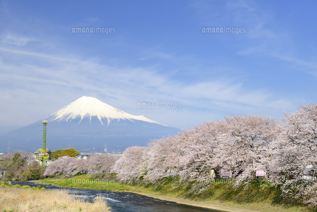 静岡県 富士山と潤井川沿いの桜並木 富士市より[10828000576]の写真