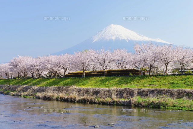静岡県 潤井川沿いの桜並木と富士山[10828000705]の写真・イラスト素材