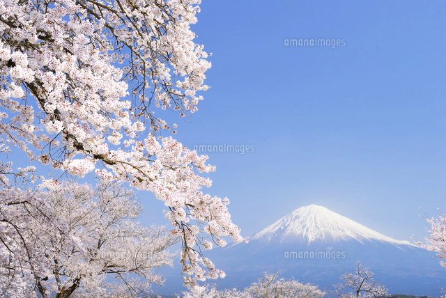富士山 桜 コルク 春限定クラフトビール 桜の開花時期に合わせ醸造。富士桜高原麦酒