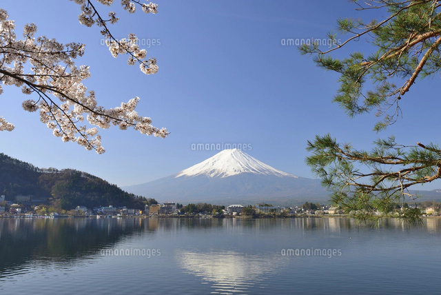 山梨県 河口湖に映る富士山と桜と松[10828000742]の写真・イラスト素材