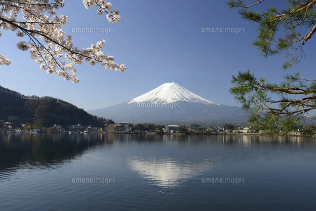 山梨県 河口湖に映る富士山と桜と松[10828000742]の写真・イラスト素材