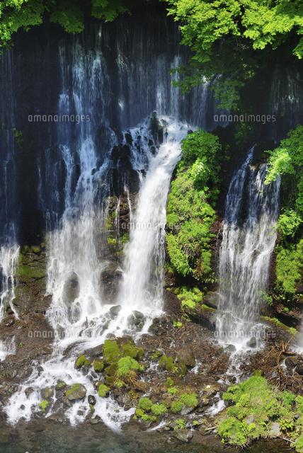静岡県 展望台より見下ろす新緑の白糸の滝[10828000920]の写真