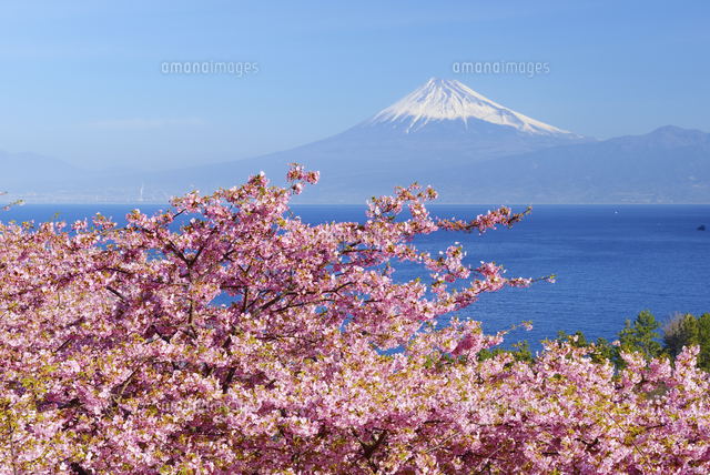 静岡県 河津桜と駿河湾越しの富士山 西伊豆・井田より[10828001777]の