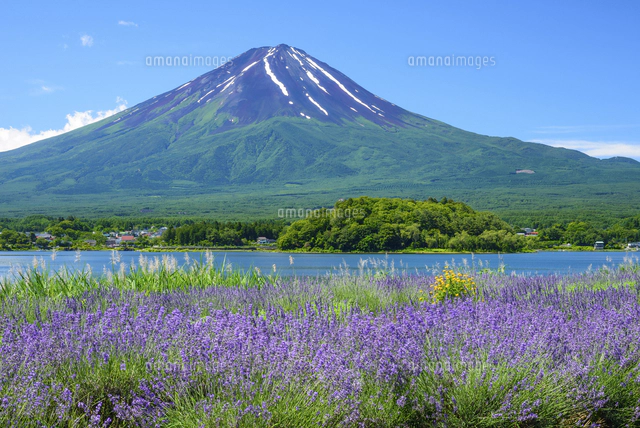富士山圖 富士山、7月、風景」の写真・イラスト素材｜アマナイメージズ