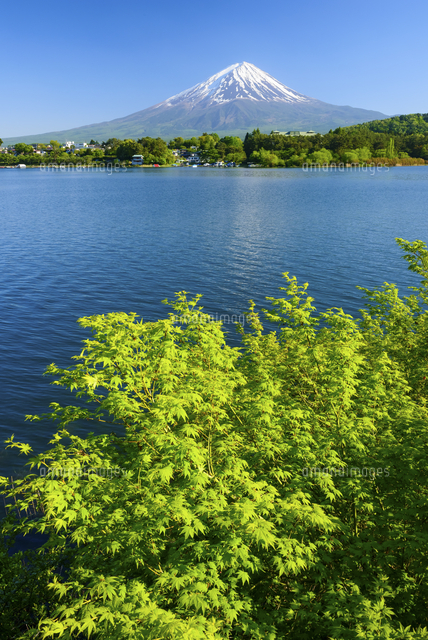 山梨県 新緑の河口湖より富士山[10828003136]の写真・イラスト素材  
