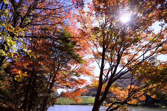 愛知県茶臼山高原 紅葉 その２ の写真素材 イラスト素材 アマナイメージズ
