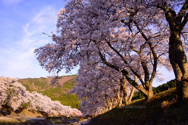 鮎河千本桜並木。2019。その5。ライトアップ[10829000363]の写真