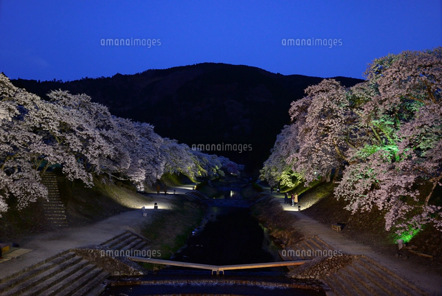 鮎河千本桜並木。2019。その5。ライトアップ[10829000363]の写真