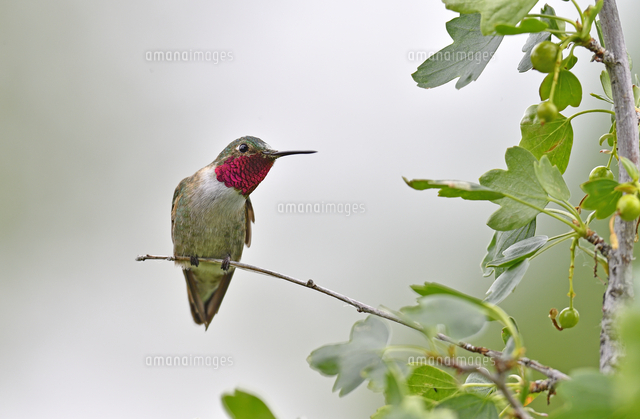 枝にとまり周りの様子を見るオスのハチドリ の写真素材 イラスト素材 アマナイメージズ