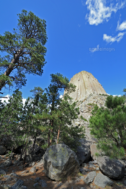 米ワイオミング州デヴィルズタワー国定公園のデヴィルズタワーを針葉樹の森から見上げた縦構図の風景 の写真素材 イラスト 素材 アマナイメージズ 米ワイオミング州デヴィルズタワー国定公園のデヴィルズタワーを針葉樹の森から見上げた縦構図の風景 の写真素材 イラスト 素材 アマナイメージズ