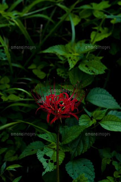 日向薬師 彼岸花 の写真素材 イラスト素材 アマナイメージズ