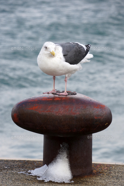 冬の海猫 の写真素材 イラスト素材 アマナイメージズ