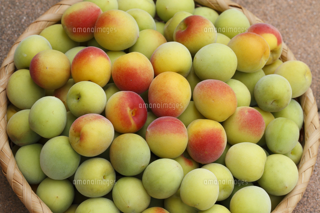 梅の実 の写真素材 イラスト素材 アマナイメージズ 梅の実 の写真素材 イラスト素材 アマナイメージズ