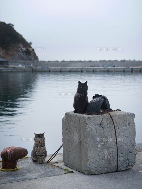 網地島の猫 宮城県石巻市 の写真素材 イラスト素材 アマナイメージズ