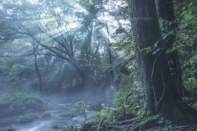 原生林と湧水と光芒 の写真素材 イラスト素材 アマナイメージズ
