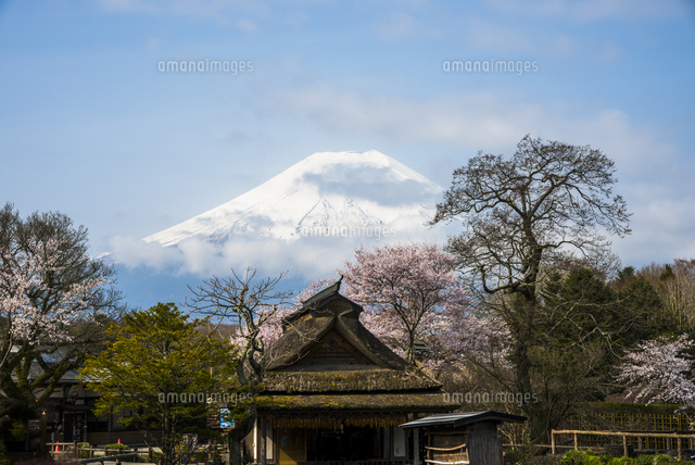 忍野八海 桜と富士山[10850000606]の写真・イラスト素材｜アマナイメージズ