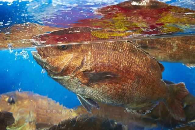 生け簀の中の魚[10853001454]の写真・イラスト素材｜アマナイメージズ 魚の生け簀
