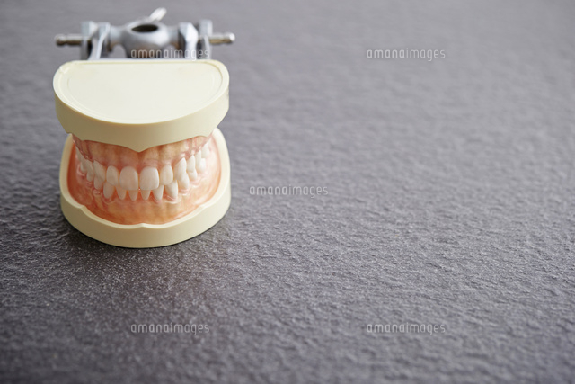 NISSIN DENTAL STUDY MODEL 矯正 歯 模型