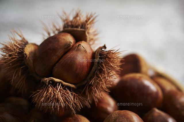 栗[10853006992]の写真・イラスト素材｜アマナイメージズ