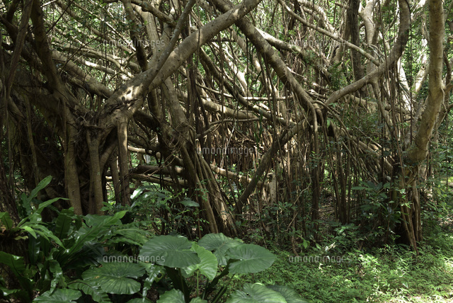 宮古島　ガジュマル　（水彩画） 宮古島の森 ガジュマル[10858000009]の写真・イラスト素材｜アマナ