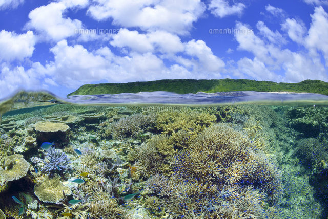 珊瑚礁と熱帯魚[10858000042]の写真・イラスト素材｜アマナイメージズ