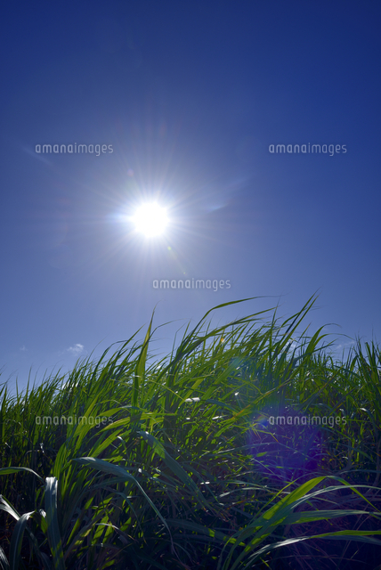 砂糖キビ畑と太陽 の写真素材 イラスト素材 アマナイメージズ