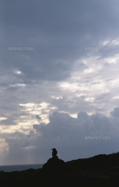 カラスのシルエットと空 の写真素材 イラスト素材 アマナイメージズ