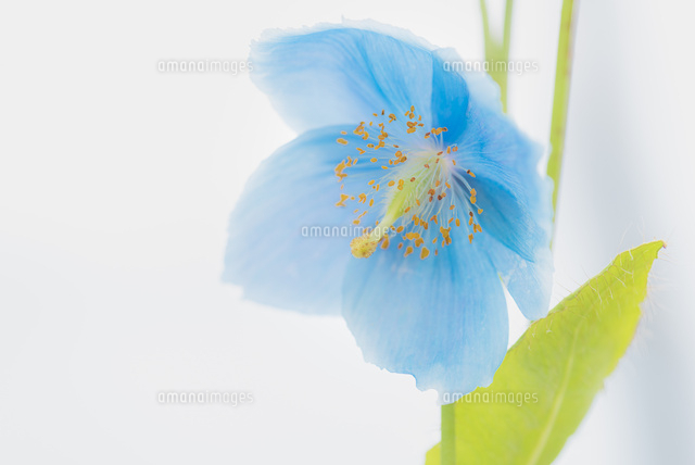 青いケシ（ブルーポピー）の花[10860000179]の写真・イラスト素材