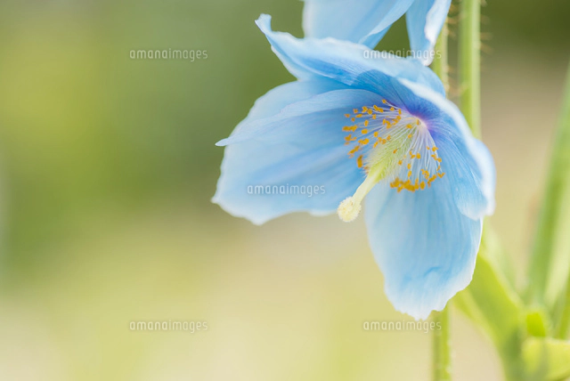 青いケシ（ブルーポピー）の花[10860000209]の写真・イラスト素材