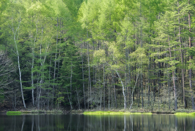 御射鹿池新緑 今が見頃の新緑の御射鹿池｜【公式】サンダンス・リゾートクラブ