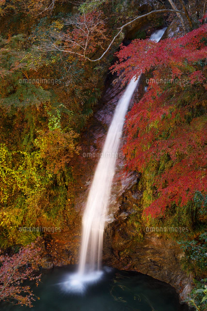 紅葉の秩父華厳の滝ライトアップ[10866000180]の写真・イラスト