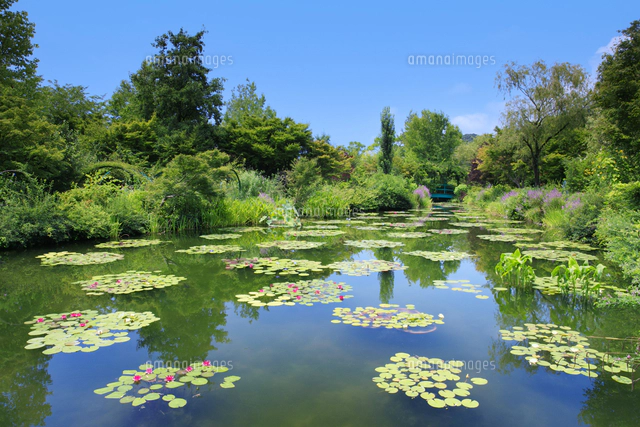 高知県のモネの庭マルモッタン 水の庭[10866001145]の写真・イラスト