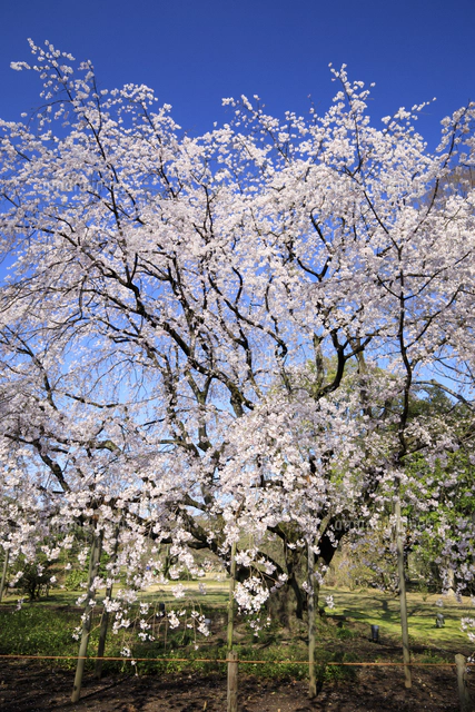 しだれ桜(六義園)水彩画 木製フレーム付き しだれ桜(六義園)水彩画 木製フレーム付き - メルカリ