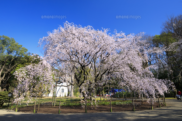しだれ桜(六義園)水彩画 木製フレーム付き しだれ桜(六義園)水彩画 木製フレーム付き