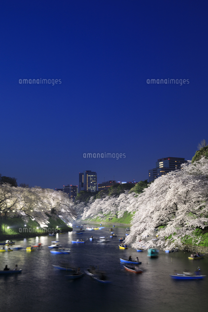 千鳥ヶ淵の桜のライトアップ の写真素材 イラスト素材 アマナイメージズ