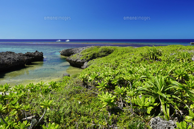 沖縄県 白鳥岬公園[10866002232]の写真・イラスト素材｜アマナイメージズ