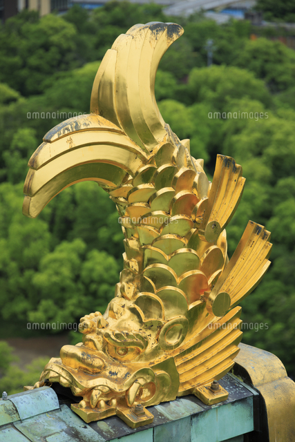 大阪城 金のしゃちほこ[10866002535]の写真・イラスト素材