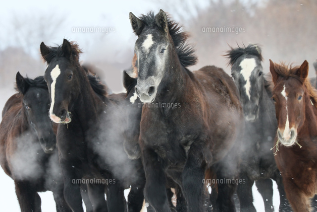 雪原を走る馬 の写真素材 イラスト素材 アマナイメージズ