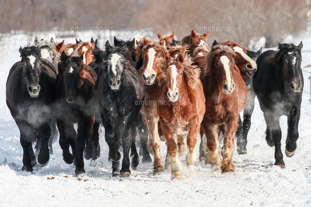 雪原を走る馬の集団 の写真素材 イラスト素材 アマナイメージズ