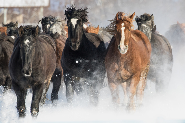 雪原を走る馬の集団 の写真素材 イラスト素材 アマナイメージズ