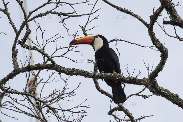 イグアスの野鳥オオハシ の写真素材 イラスト素材 アマナイメージズ