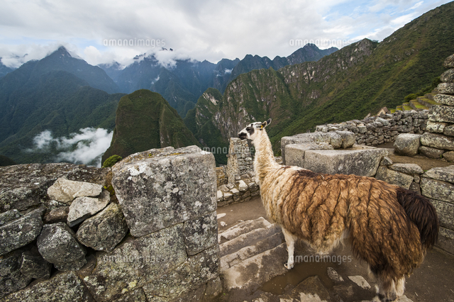 リャマとマチュピチュ遺跡 の写真素材 イラスト素材 アマナイメージズ