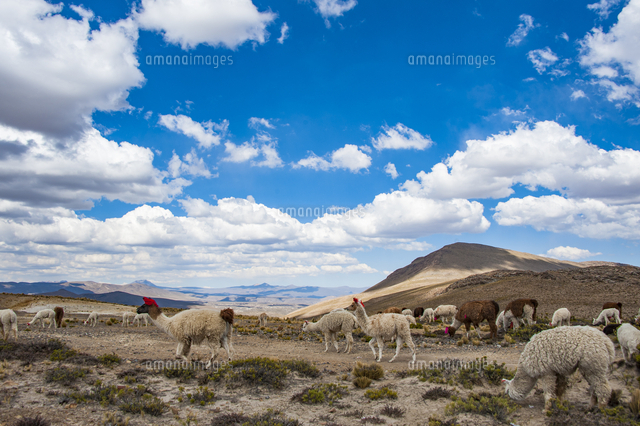 アルパカとリャマ ラマ の放牧風景 の写真素材 イラスト素材 アマナイメージズ