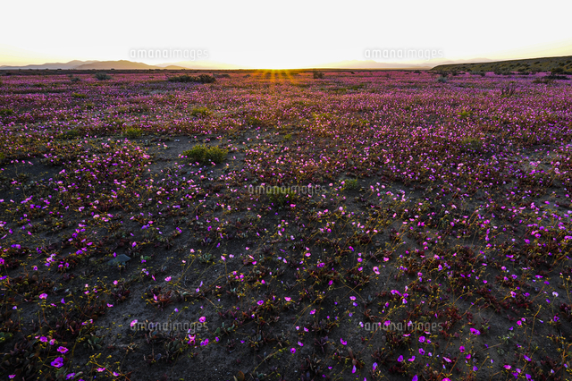 砂漠の花畑の夕日 フラワーリング デザート の写真素材 イラスト素材 アマナイメージズ
