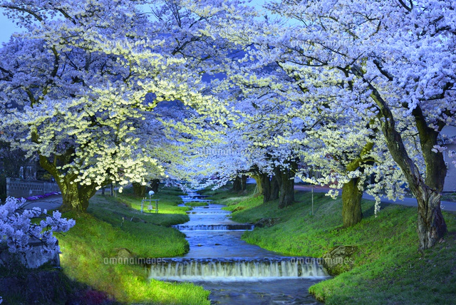 夕方桜 file.jpg