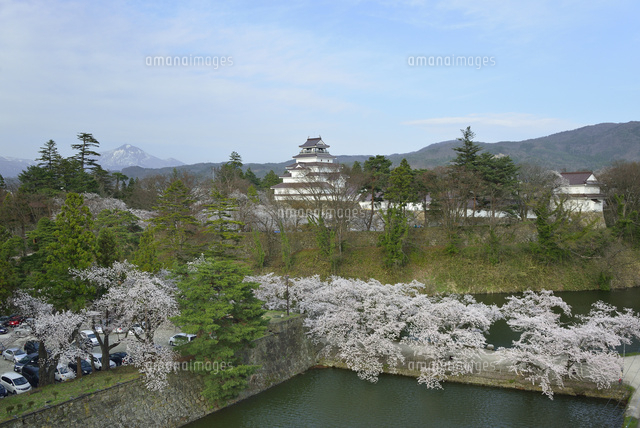 桜咲く会津若松鶴ヶ城と磐梯山全景 の写真素材 イラスト素材 アマナイメージズ