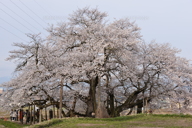 会津五桜 石部桜 の写真素材 イラスト素材 アマナイメージズ