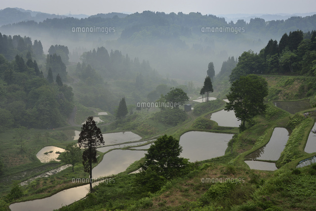 十日町市 蒲生の棚田 の写真素材 イラスト素材 アマナイメージズ