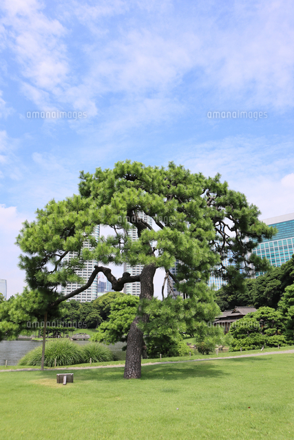 浜離宮恩賜庭園の美しくて立派な松[10884004357]の写真・イラスト素材 