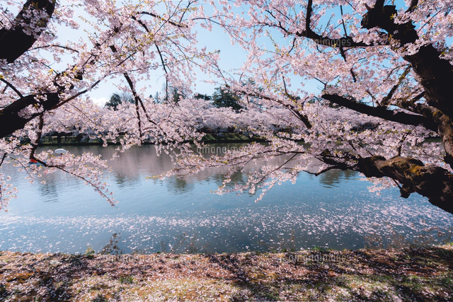 青森県・弘前市・弘前公園の桜（弘前さくらまつり）[10889000349]の
